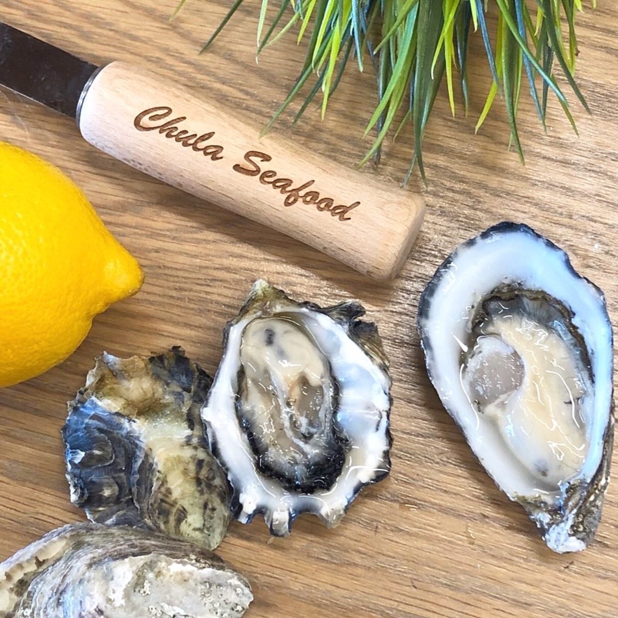 Chula Oyster Shucker